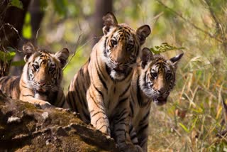 UMARIA TIGER CENSUS CONDUCTED