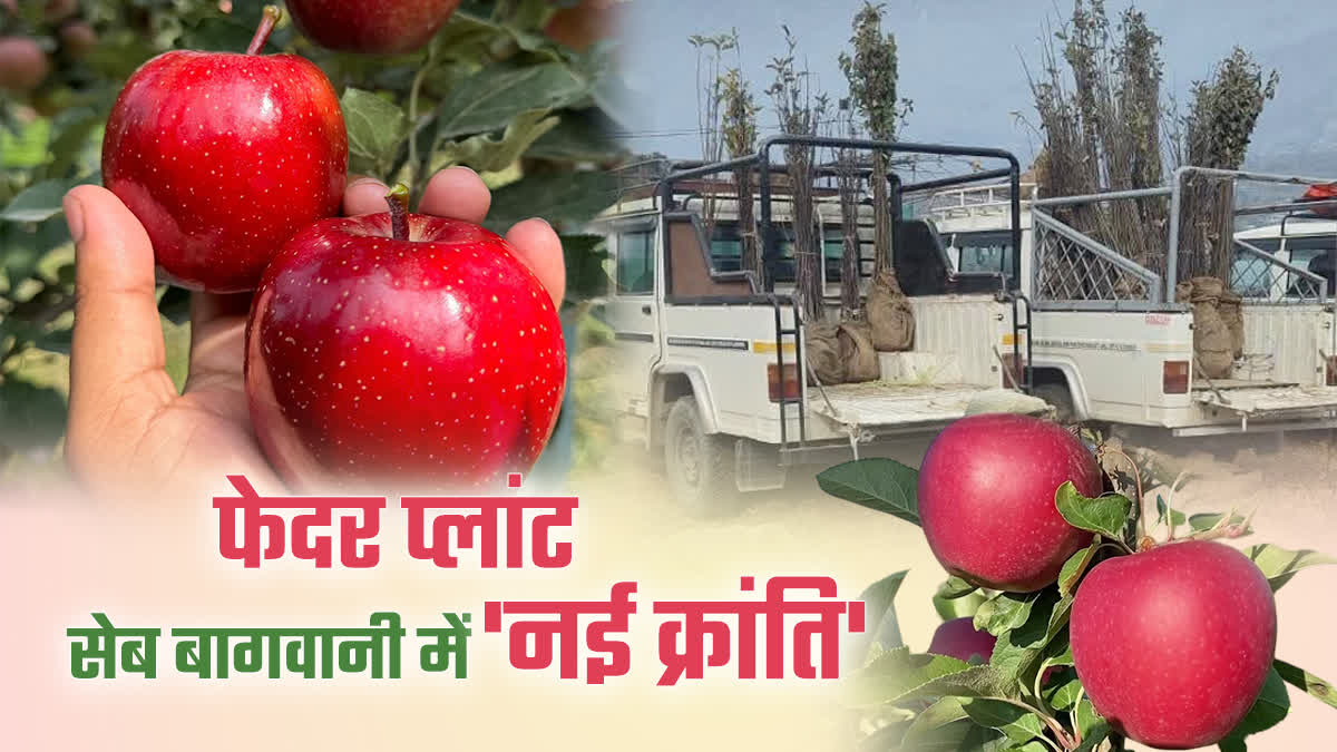 Apple Feather Plants