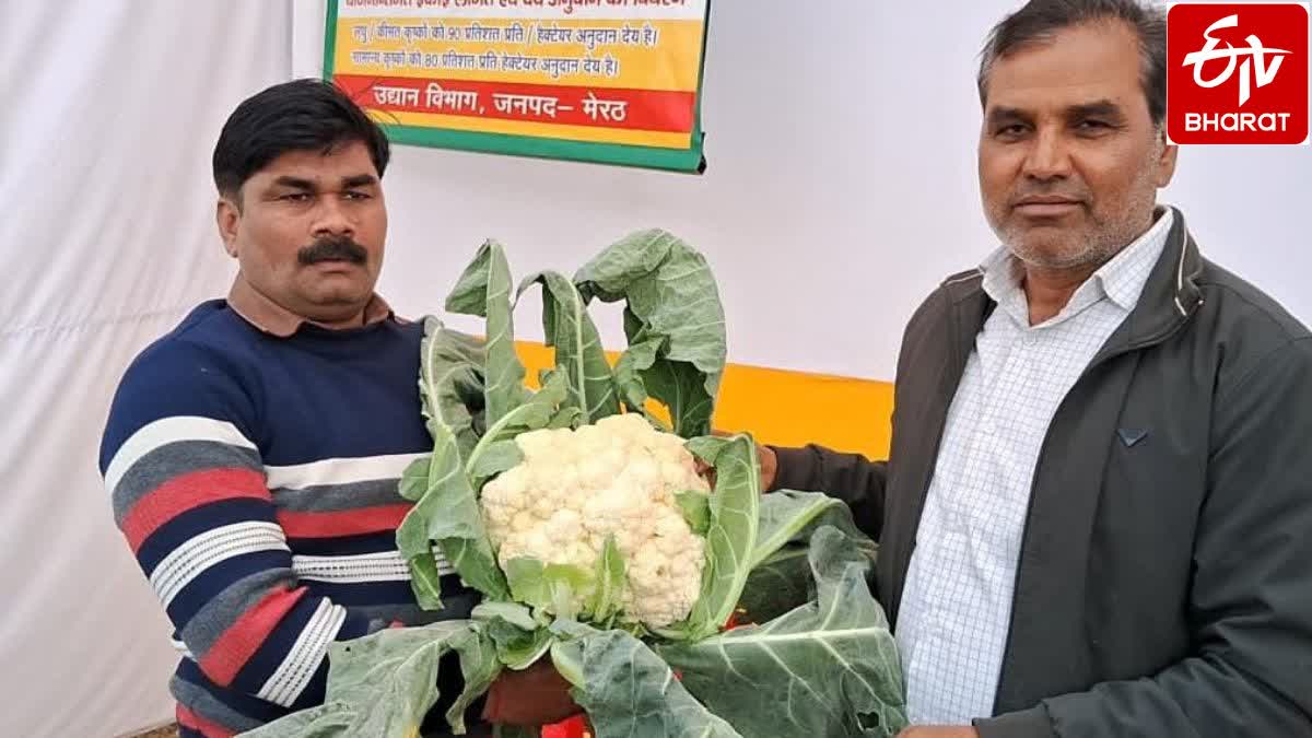 आठ किलो की फूलगोभी