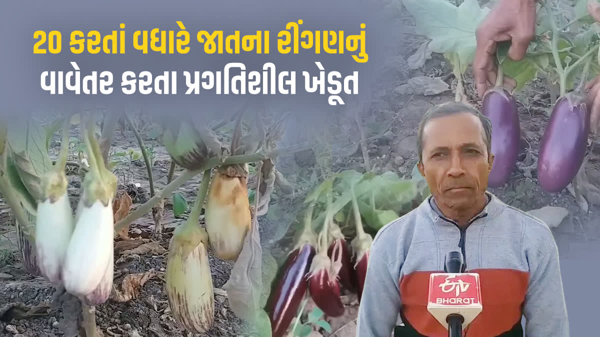જુનાગઢમાં 20 કરતાં વધારે જાતના રીંગણનું વાવેતર કરતા પ્રગતિશીલ ખેડૂ