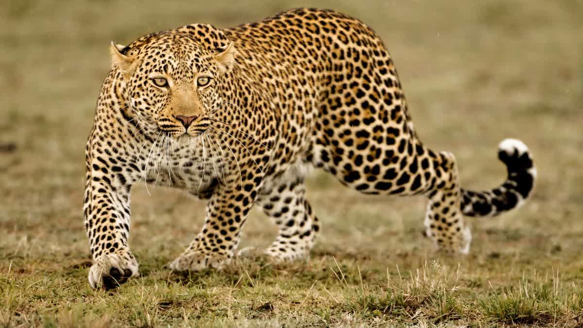 Leopard Kills Man, Injures Five Others In Himachal Pradesh; Succumbs After Being Attacked By Villagers