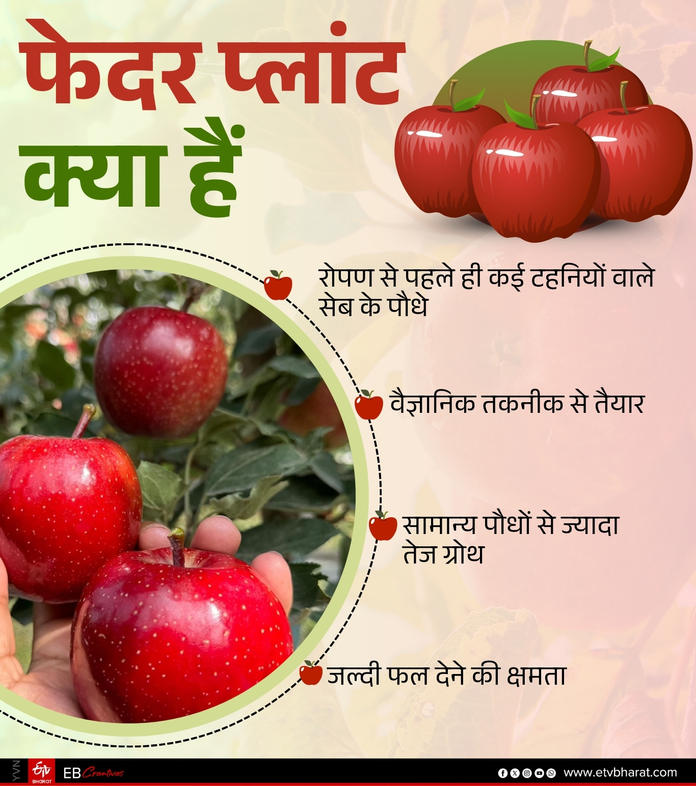 Apple Feather Plants