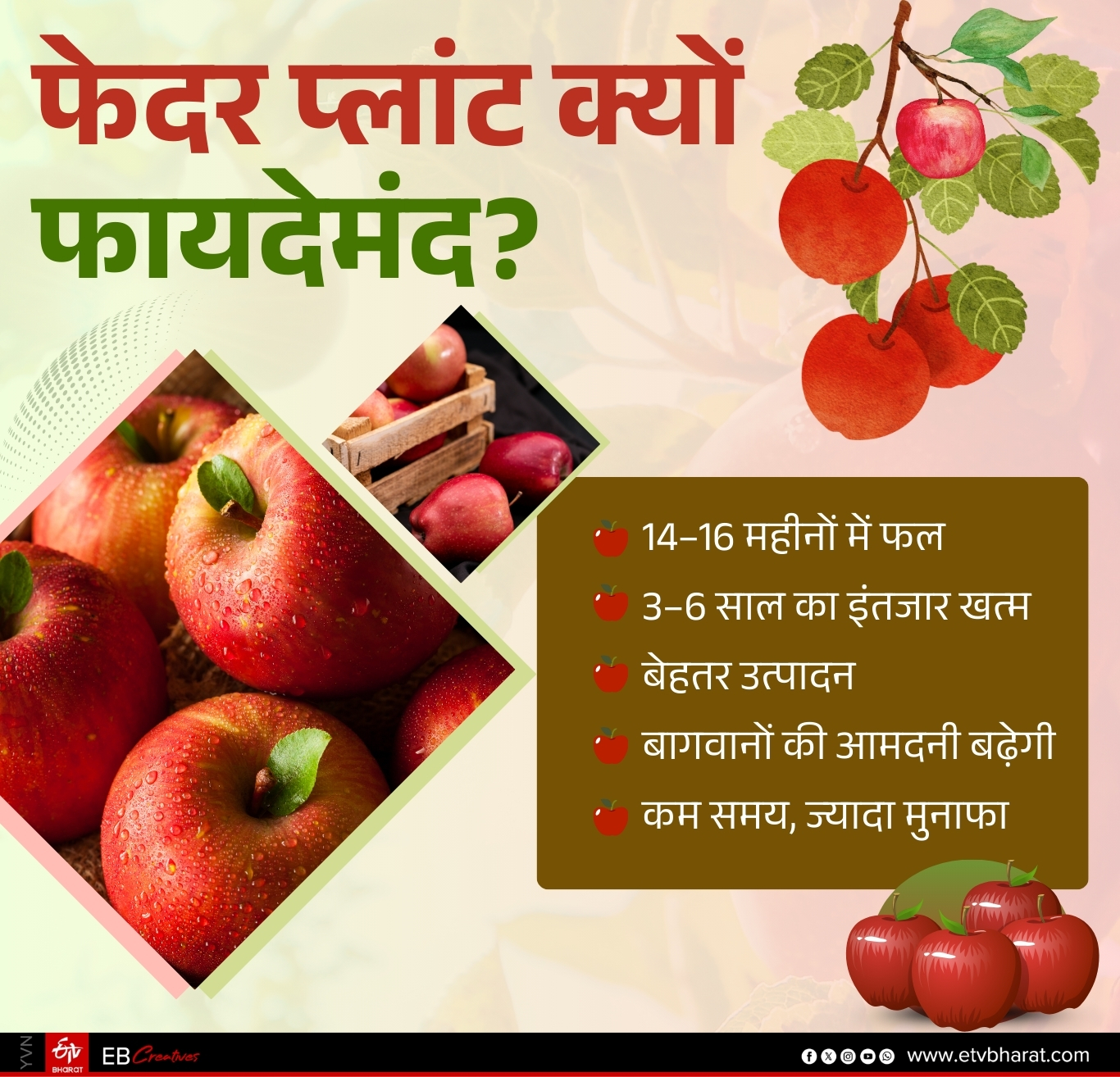 Apple Feather Plants