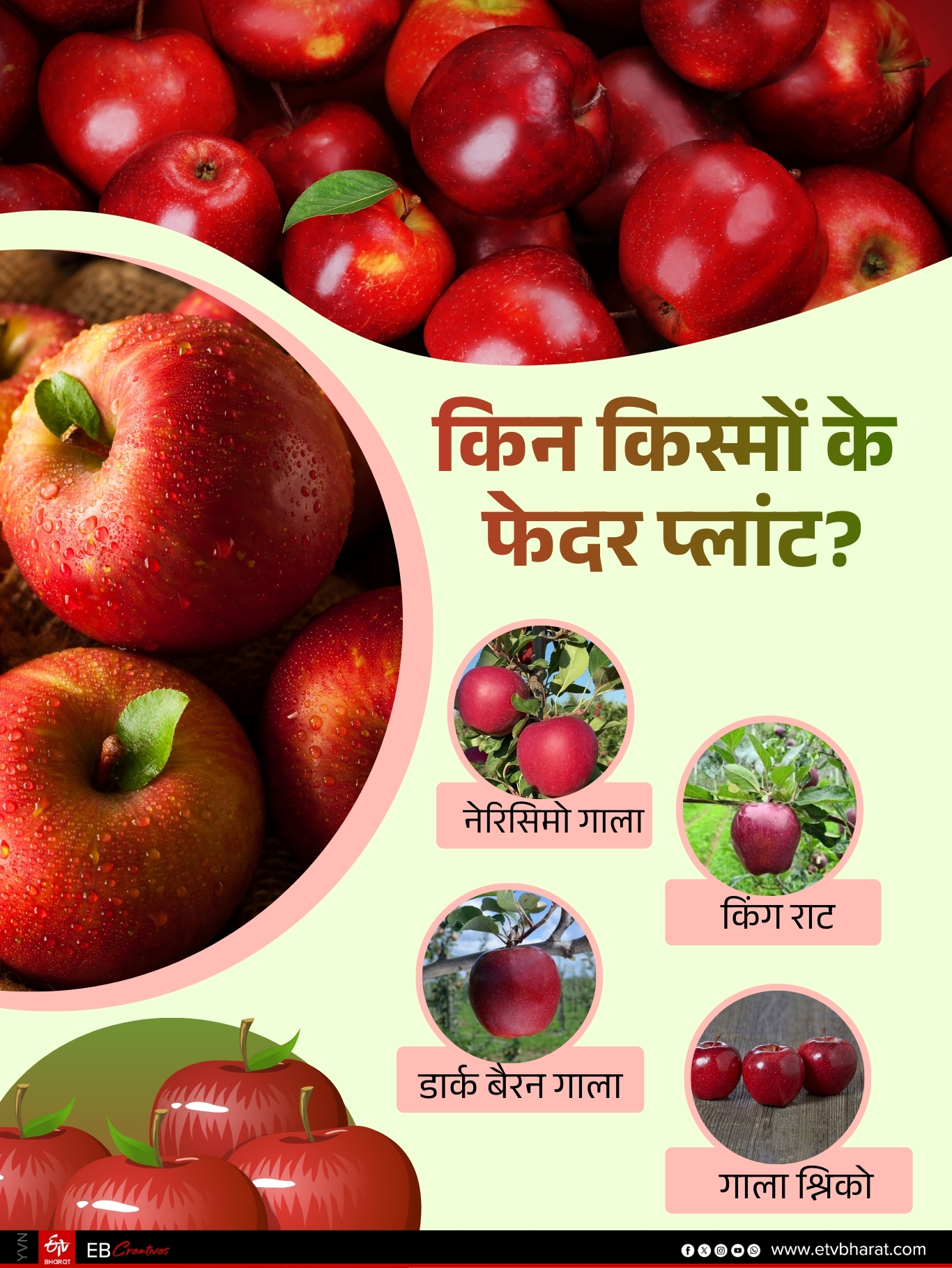 Apple Feather Plants