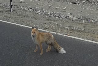 Himalayan Red Fox Near Ladakh’s Pangong Tso Captivates Online Audience; Officials Caution Against Feeding Wildlife