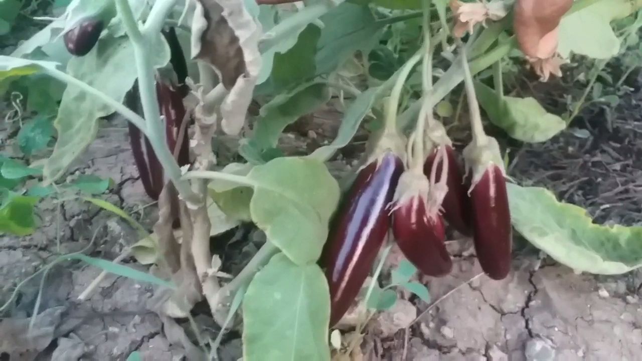 20 કરતાં વધારે જાતના રીંગણનું વાવેતર