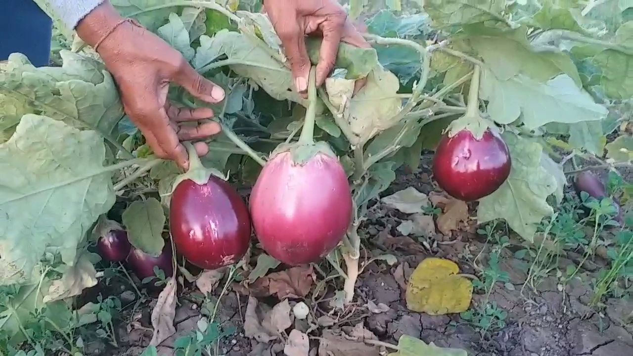 દેશી બિયારણો આગળ વધે તે માટે પ્રયાસ