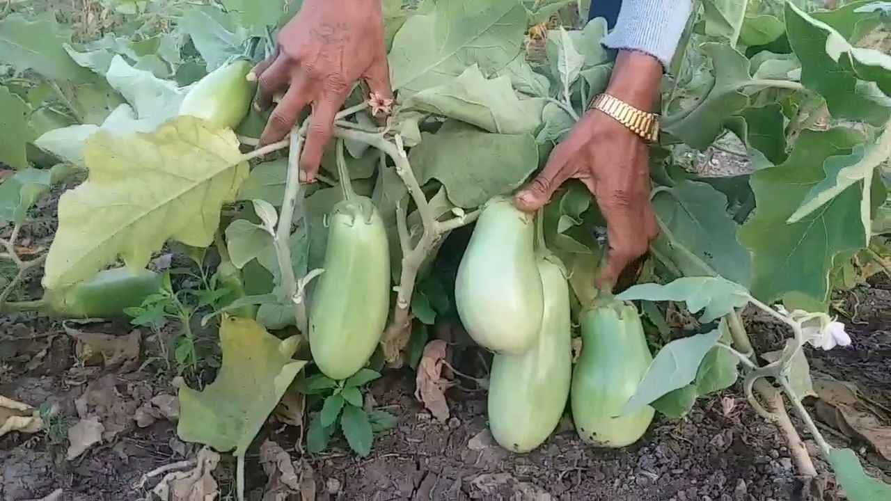 દેશી બિયારણો આગળ વધે તે માટે પ્રયાસ