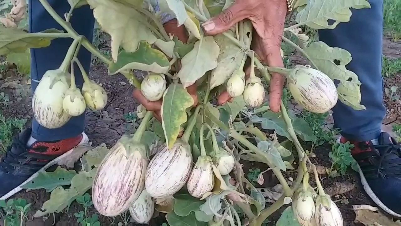 20 કરતાં વધારે જાતના રીંગણનું વાવેતર