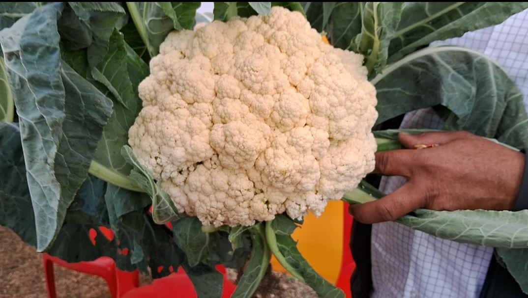 फूलगोभी