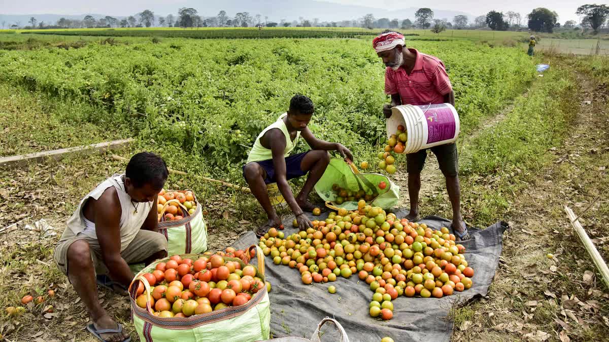 Will The Budget 2026-27 Double Farmers' Incomes? Experts Are Hopeful!