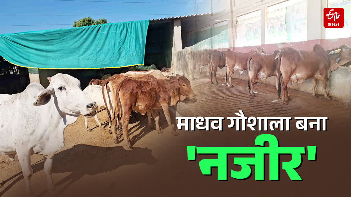 माधव गौ सेवा एवं अनुसंधान केंद्र