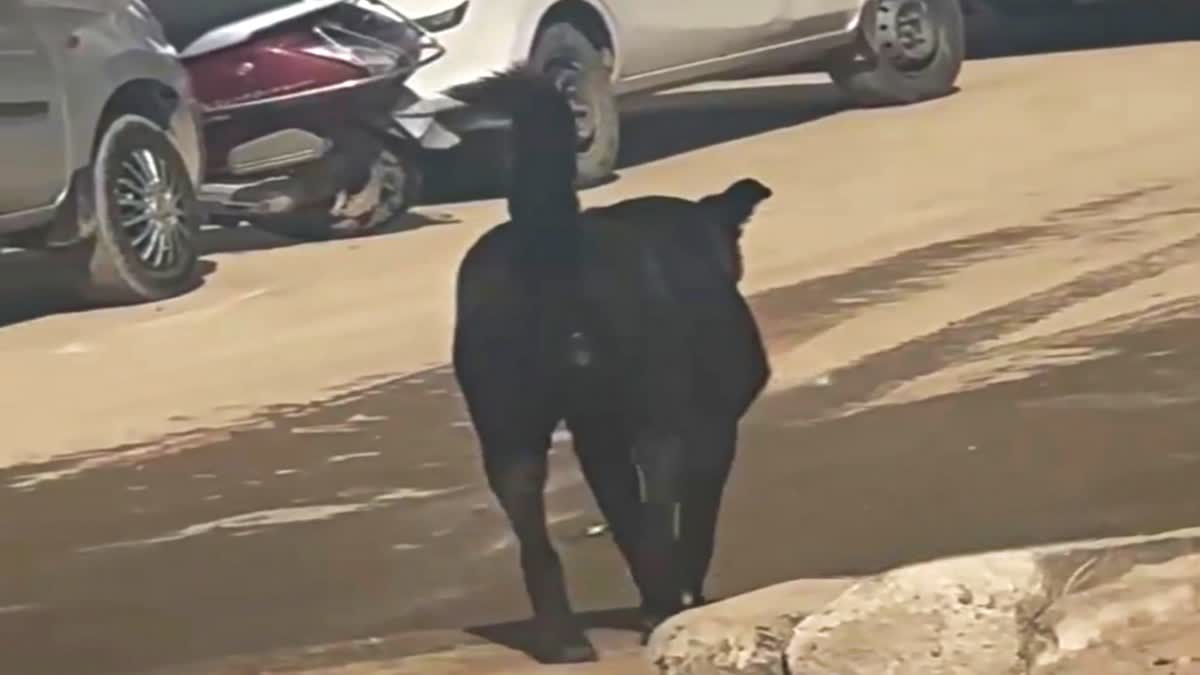 Shimla Dog Carries Human Leg