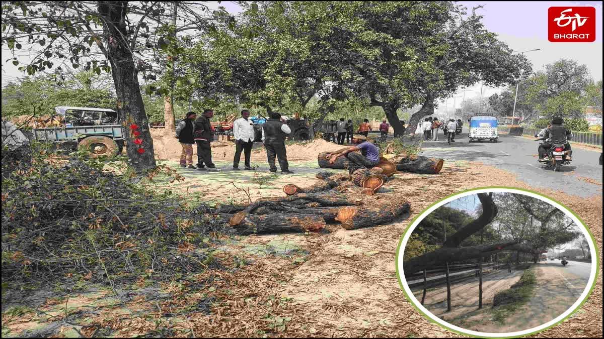 बरेली में काटे गए हरे भरे पेड़.