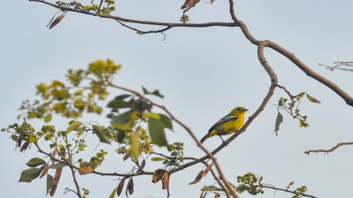 Bengal Weather Forecast