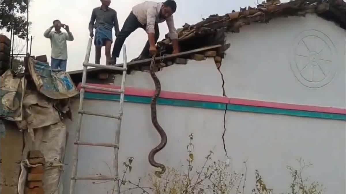 Fifteen foot python rescued