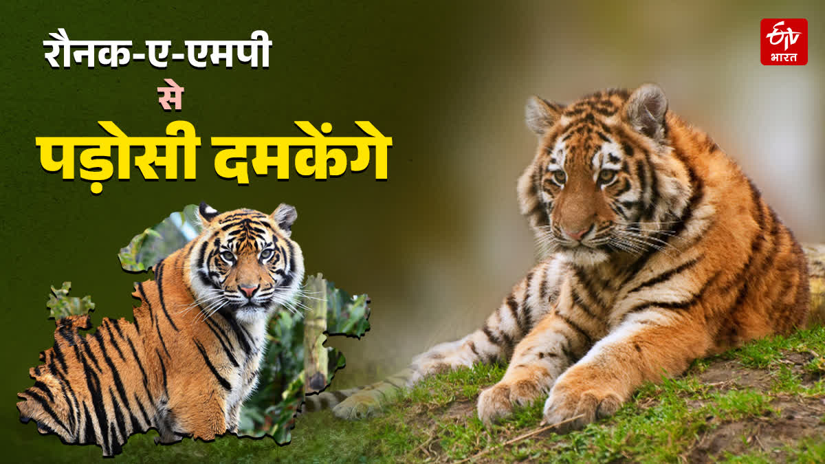 MP TIGER SHIFTING OTHER STATES