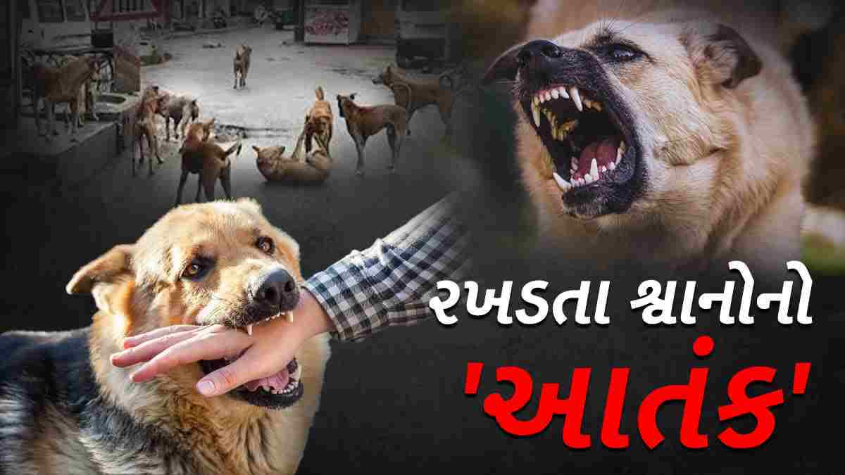 અમદાવાદમાં પાંચ વર્ષમાં 3.41 લાખ રખડતા કૂતરાં કરડવાના કેસ નોંધાયા
