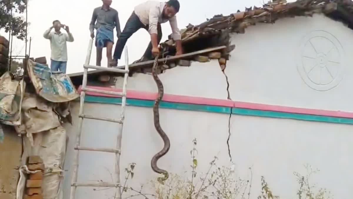 Python Rescued