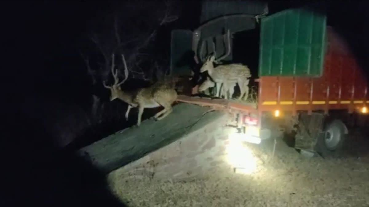 मुकुंदरा टाइगर रिजर्व भेजे गए 10 चीतल