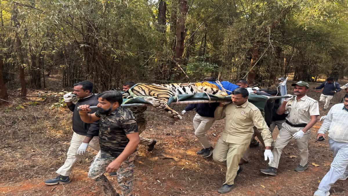 SHAHDOL INJURED TIGER MONITORING