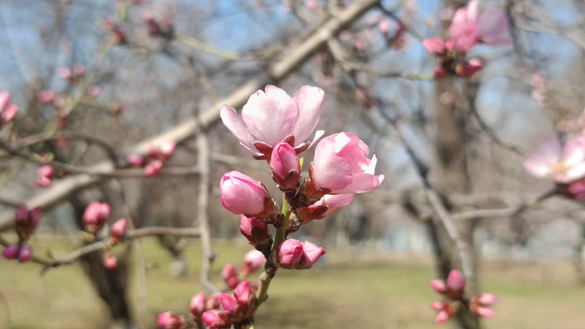 کشمیر میں وقت سے پہلے کھلے بادام کے شگوفے، کسان فکر مند