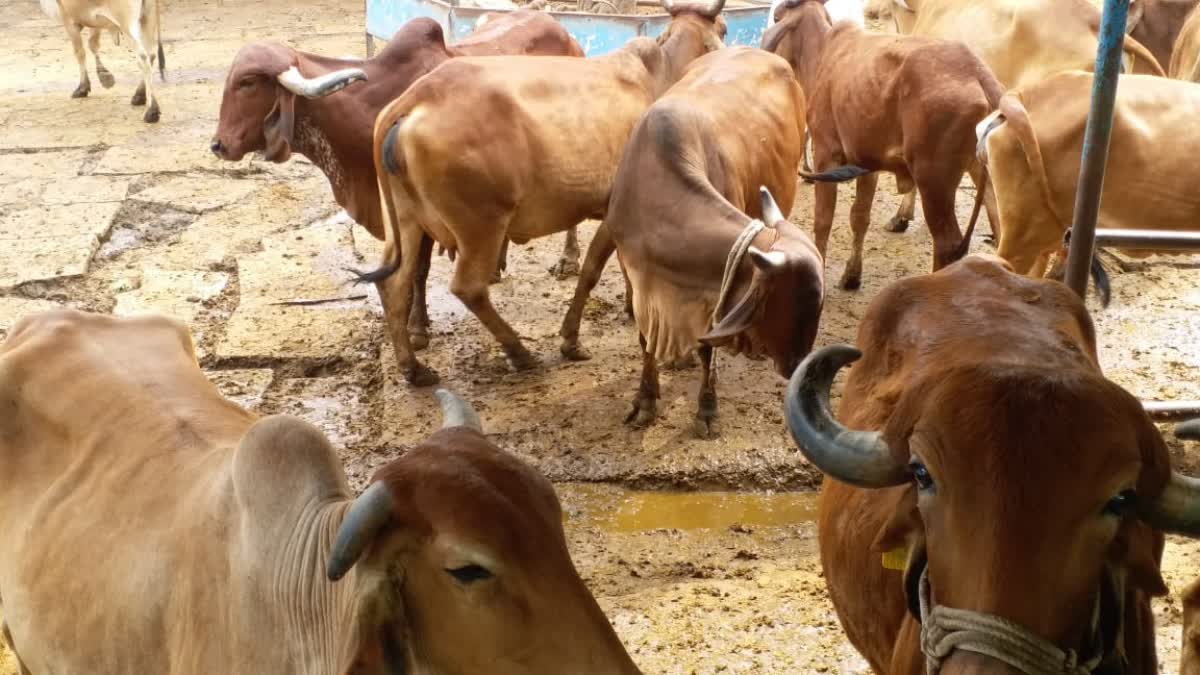 MADHYA PRADESH STRAY CATTLE