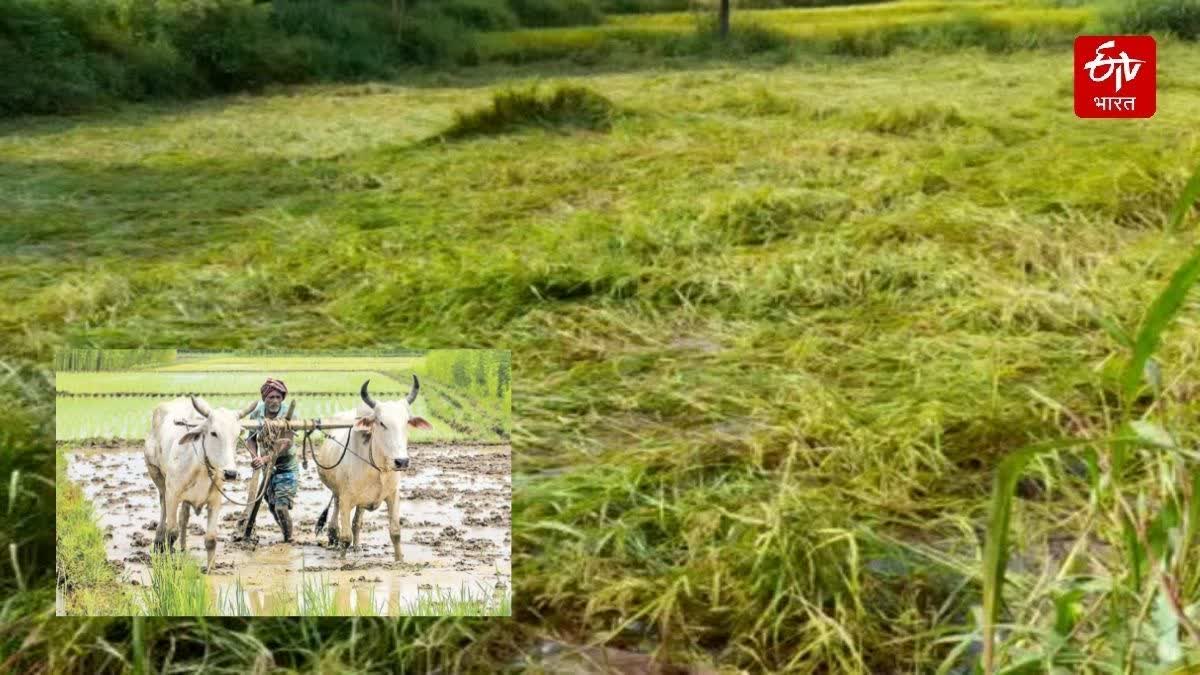 Maharashtra Budget Session 2026 : Relief for 99 lakh heavy rain affected farmers in the state