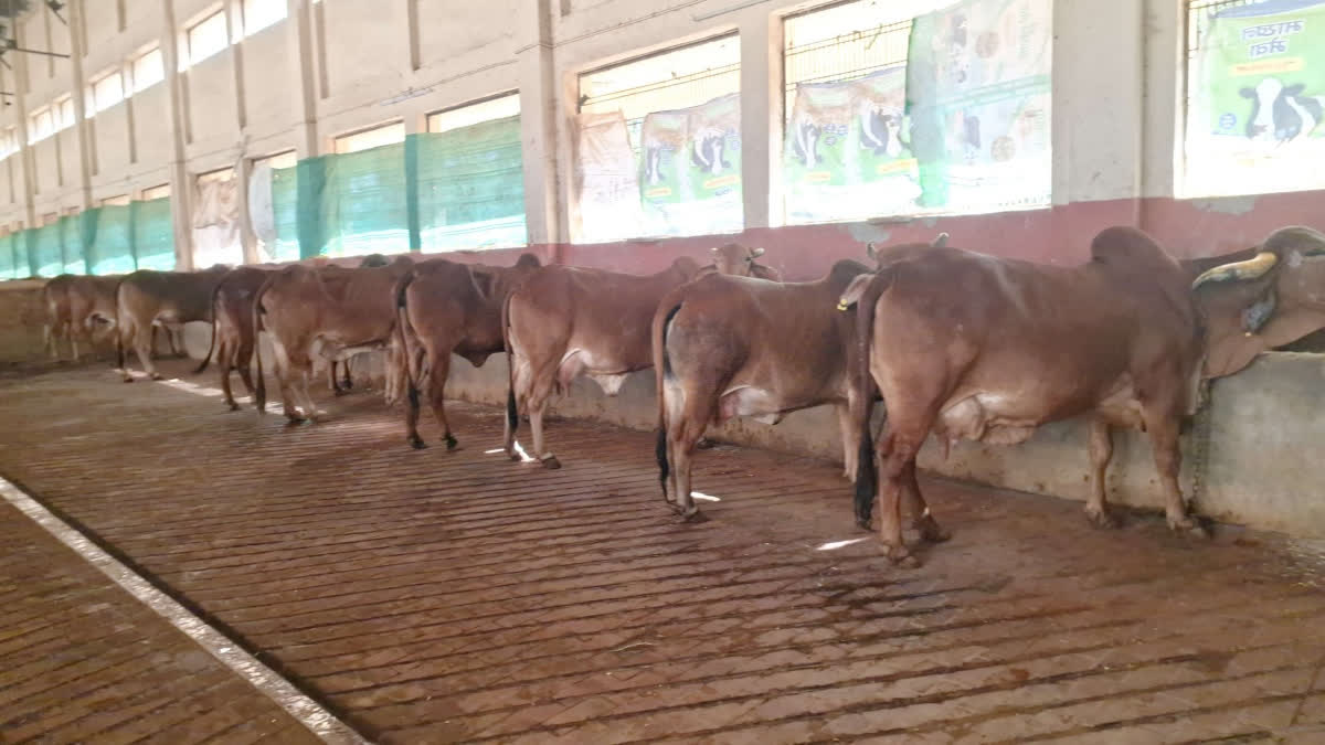 Cow Science
