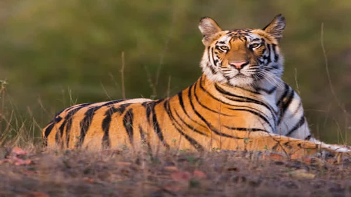 As many as 41 tigers died in the state in a year, says Forest Minister Ganesh Naik