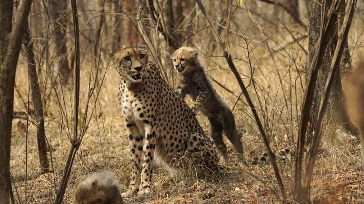 MP ASSEMBLY CHEETAH DIET QUESTION