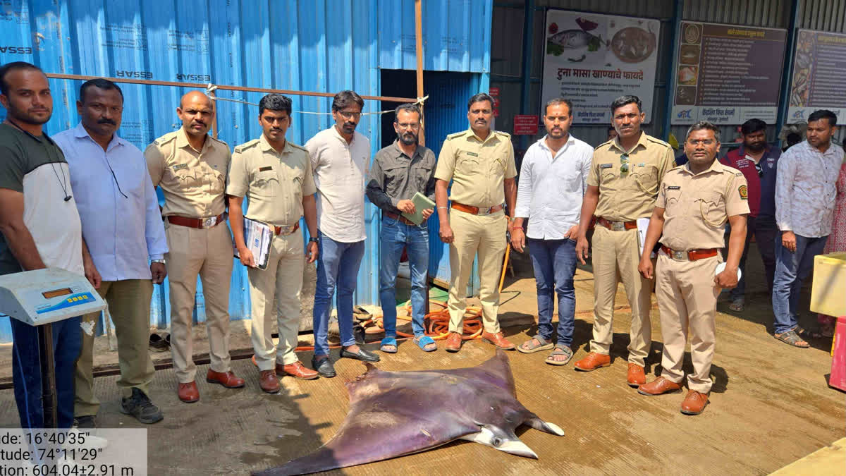 Shortfin Devil ray mobula kuhlii