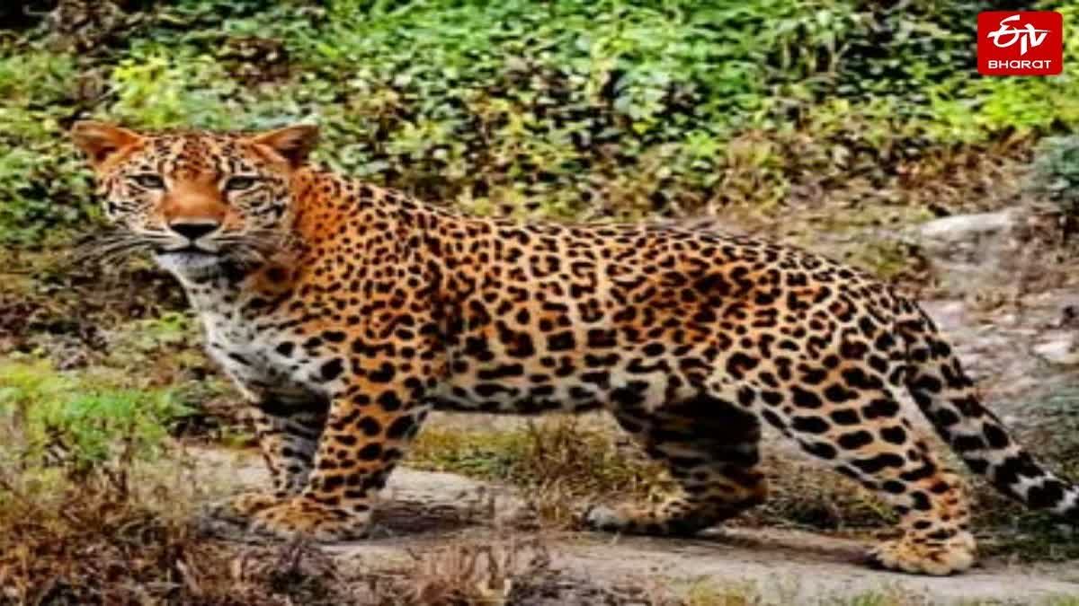 बलरामपुर में तेंदुए का हमला.