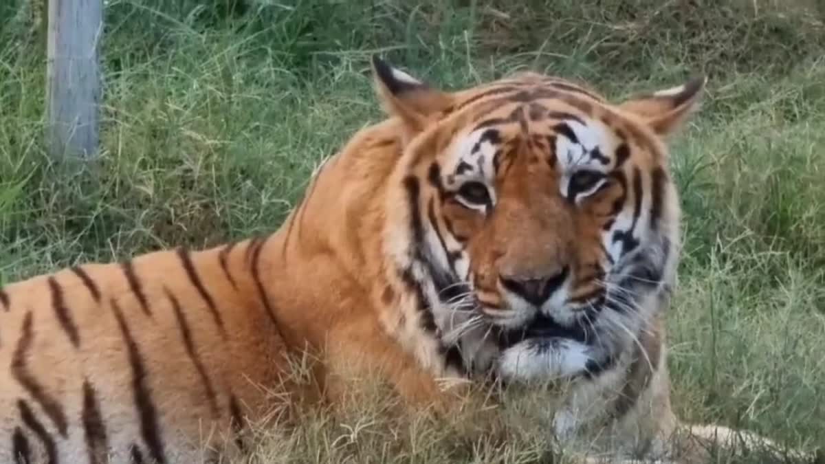 FATEHPUR RANGE TIGER TERROR