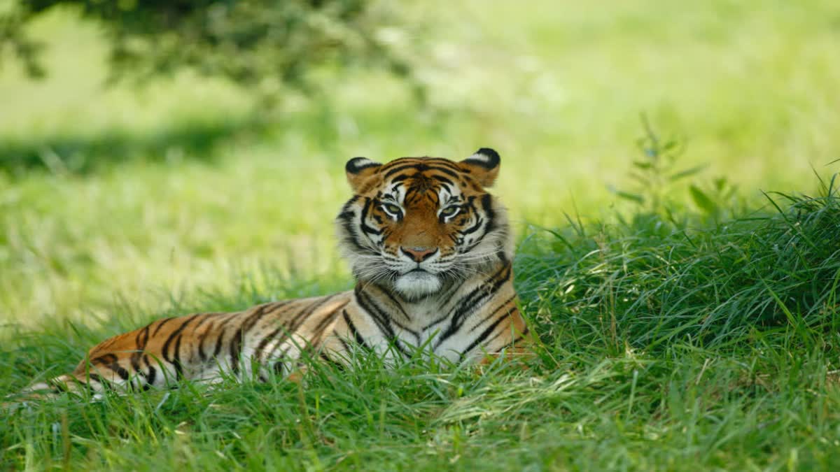 Eight tigers died in Bandhavgarh highcourt hearing