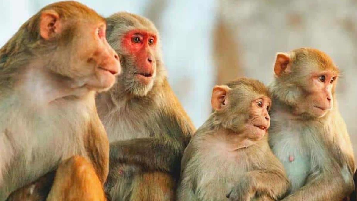 Video Credit: ETV Bharat