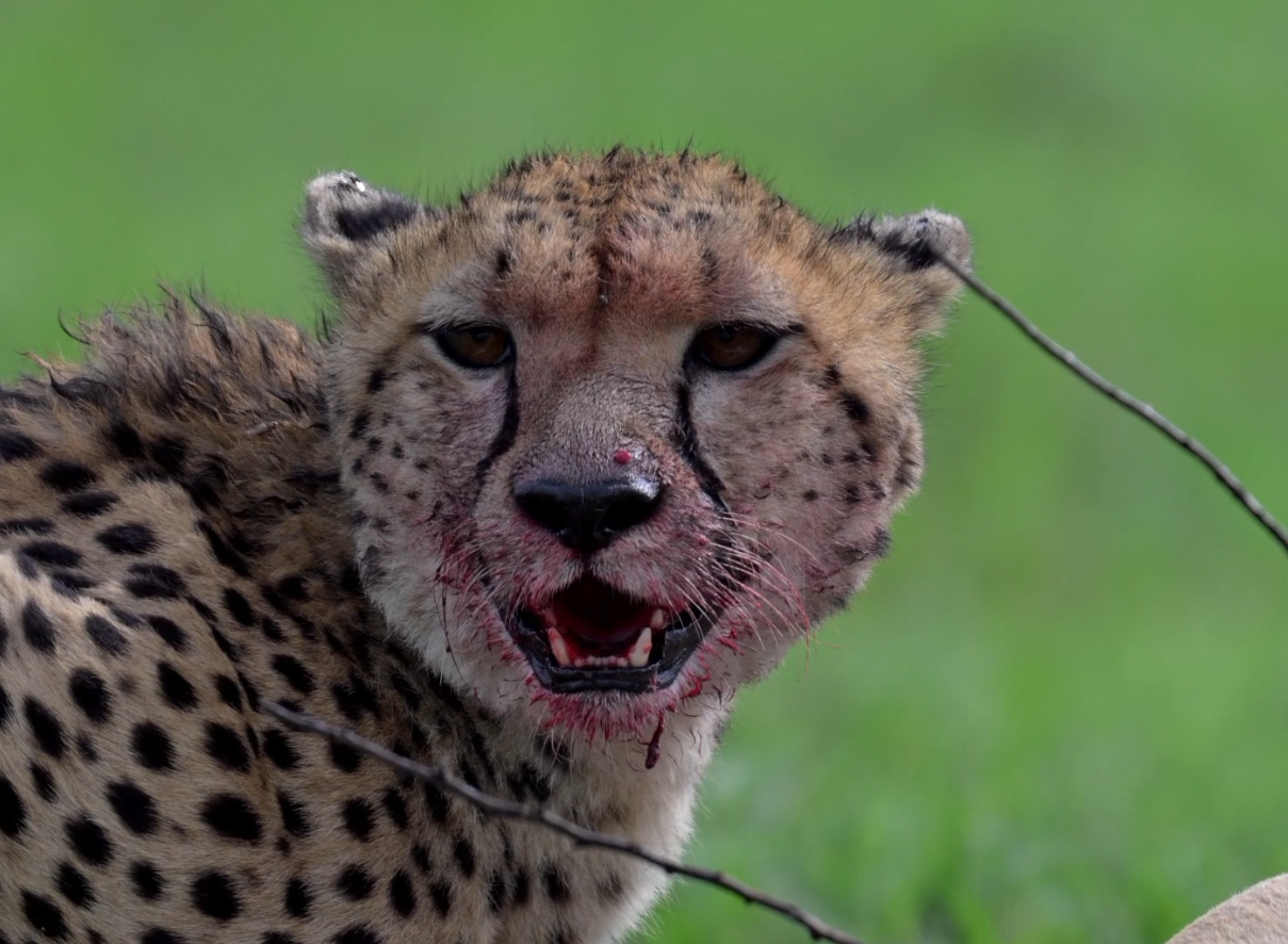 വൈല്ഡ് ലൈഫ് ഫോട്ടോഗ്രഫി വേള്ഡ് ഫോട്ടോഗ്രഫി ഡേ വൈല്ഡ് ലൈഫ് ഫോട്ടോഗ്രാഫര് ബിബിന് ലോക വന്യജീവി ഡേ