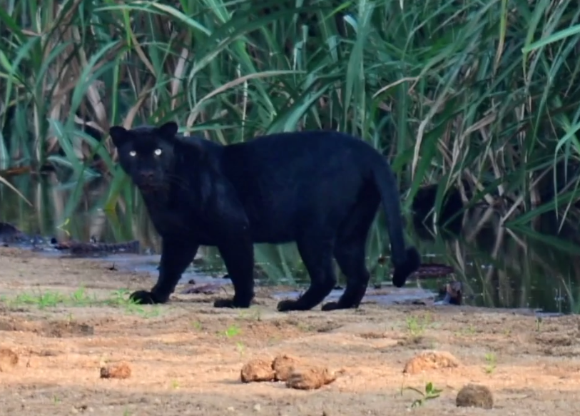 വൈല്ഡ് ലൈഫ് ഫോട്ടോഗ്രഫി വേള്ഡ് ഫോട്ടോഗ്രഫി ഡേ വൈല്ഡ് ലൈഫ് ഫോട്ടോഗ്രാഫര് ബിബിന് ലോക വന്യജീവി ഡേ