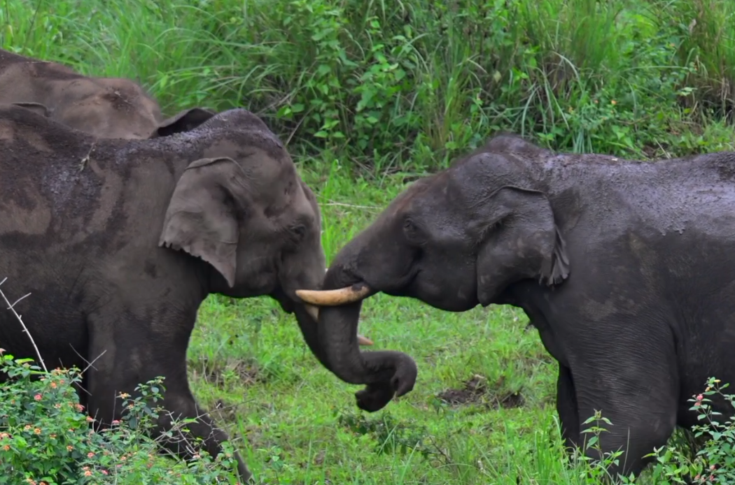 വൈല്ഡ് ലൈഫ് ഫോട്ടോഗ്രഫി വേള്ഡ് ഫോട്ടോഗ്രഫി ഡേ വൈല്ഡ് ലൈഫ് ഫോട്ടോഗ്രാഫര് ബിബിന് ലോക വന്യജീവി ഡേ