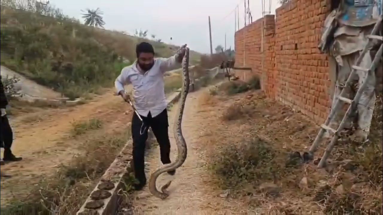 Fifteen foot python rescued
