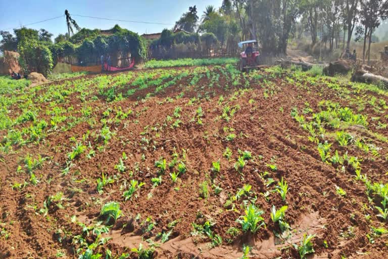 OPIUM MILK RECOVERED IN GAYA