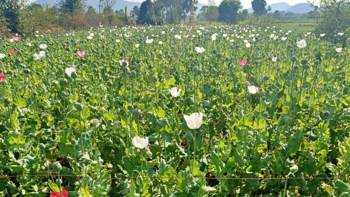 OPIUM MILK RECOVERED IN GAYA