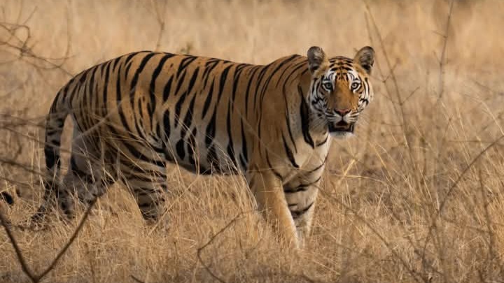 Madhya Pradesh Tigers Shifting