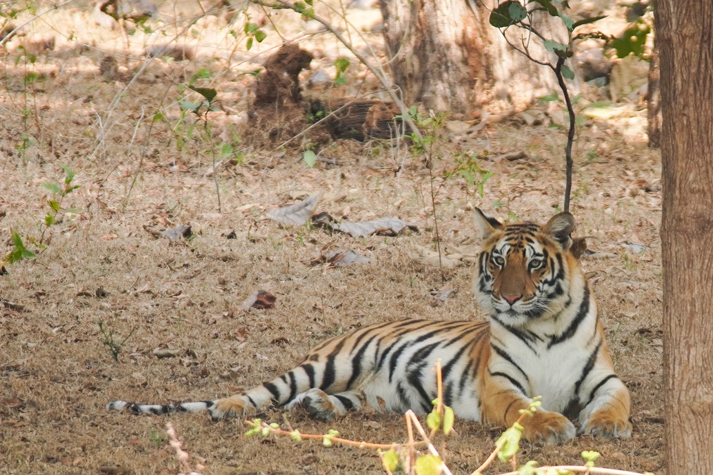 MP TIGER GOING RAJASTHAN CG ODISHA