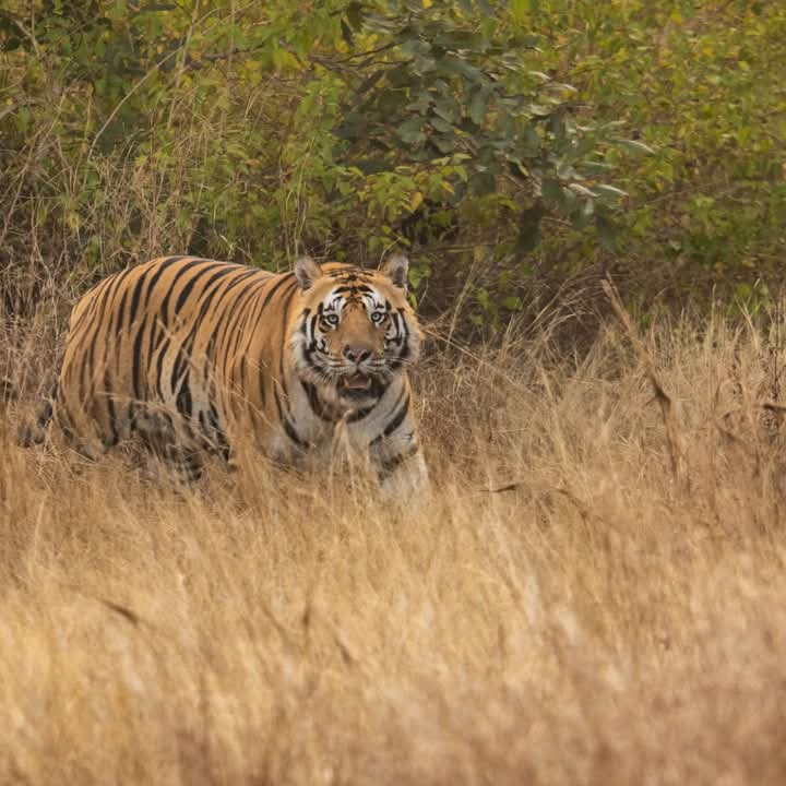 Madhya Pradesh Tigers Shifting