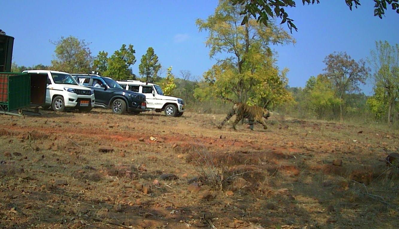 SHAHDOL INJURED TIGER