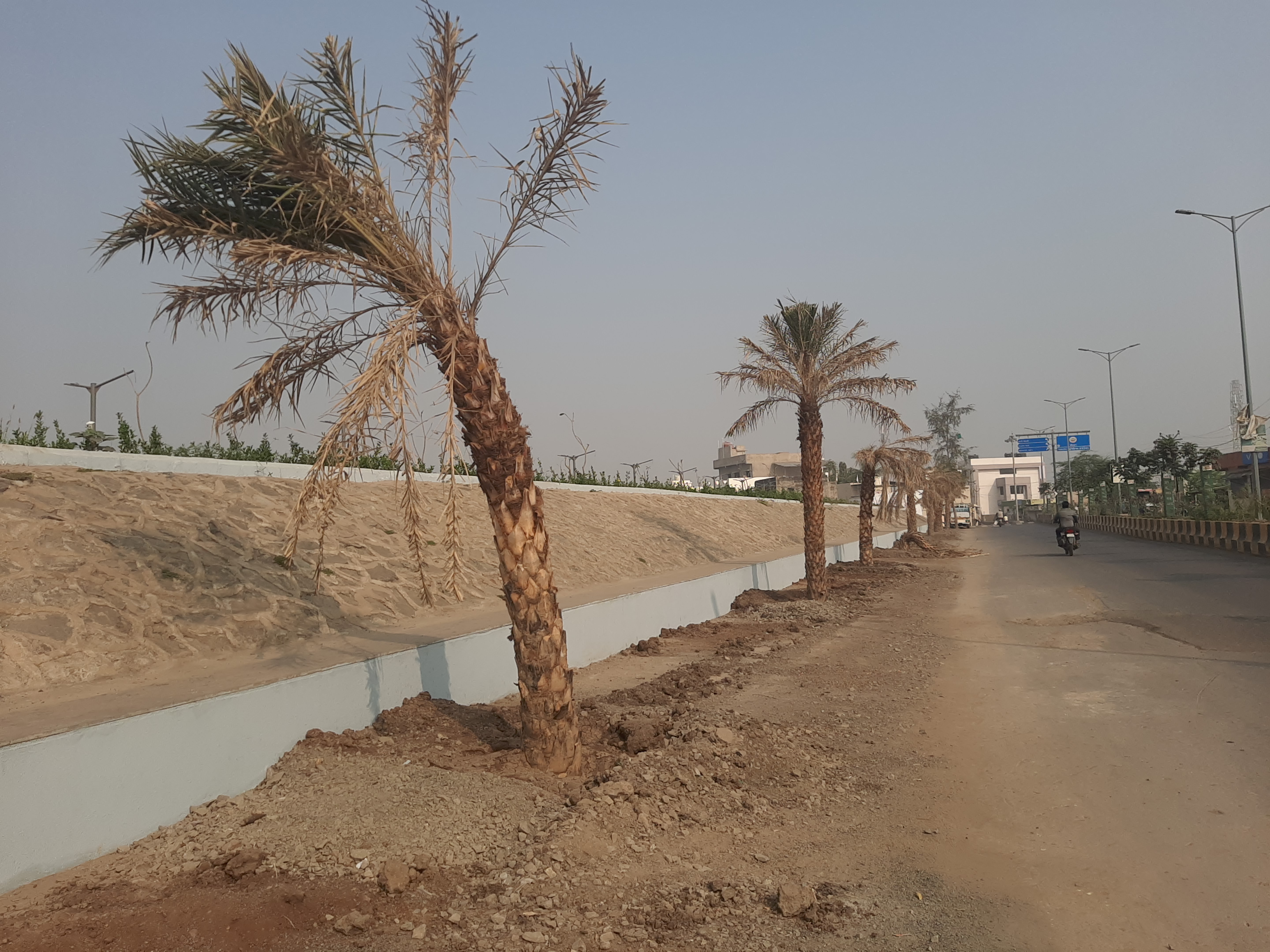 સીદસર ગામના તળાવનો વિકાસ કર્યા બાદ બહારની તરફ ખજુરીઓ લગાવવામાં આવેલી છે