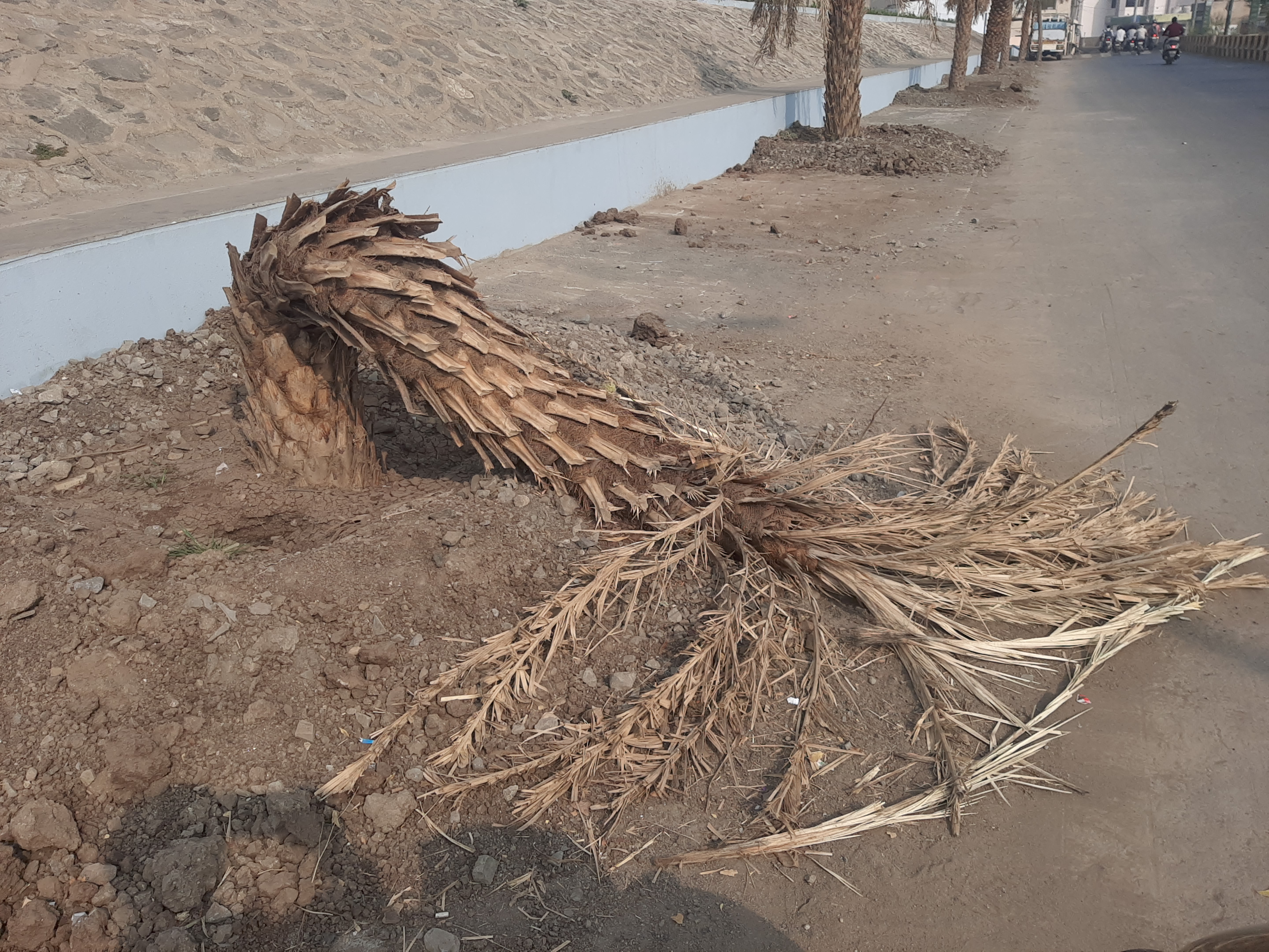 શહેરની શોભા વધારવા લગાવેલી ખજૂરી માવજતના અભાવે ઢળી પડી