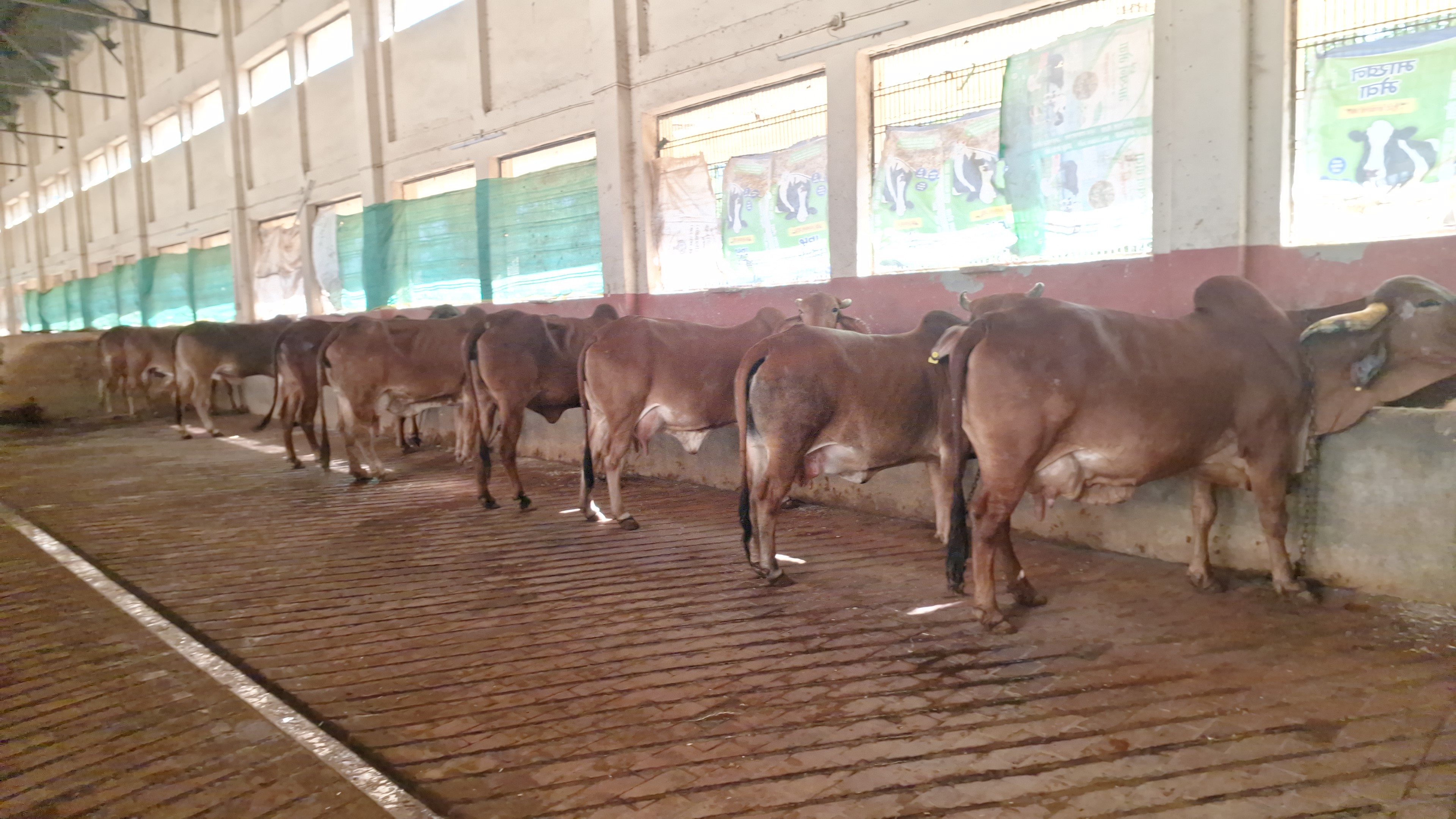 25 बीघा जमीन पर चारे की व्यवस्था