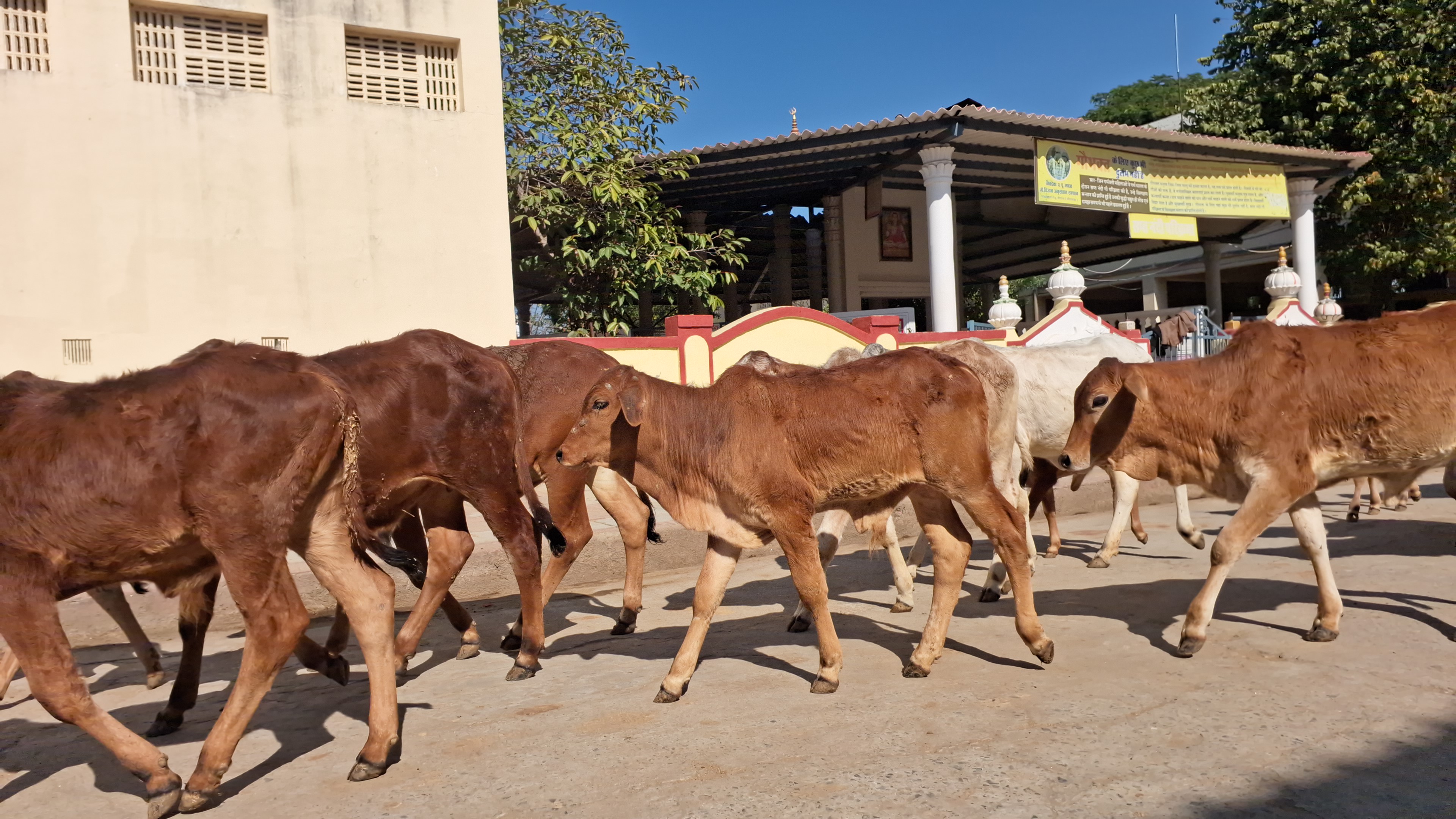 लगभग 16 बीघा जमीन पर पूरी गौशाला व अनुसंधान केंद्र